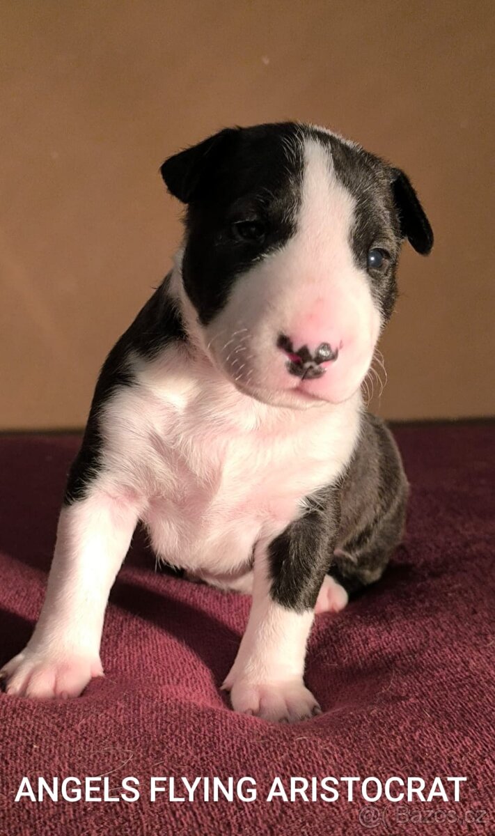 Anglický Bulteriér - 11