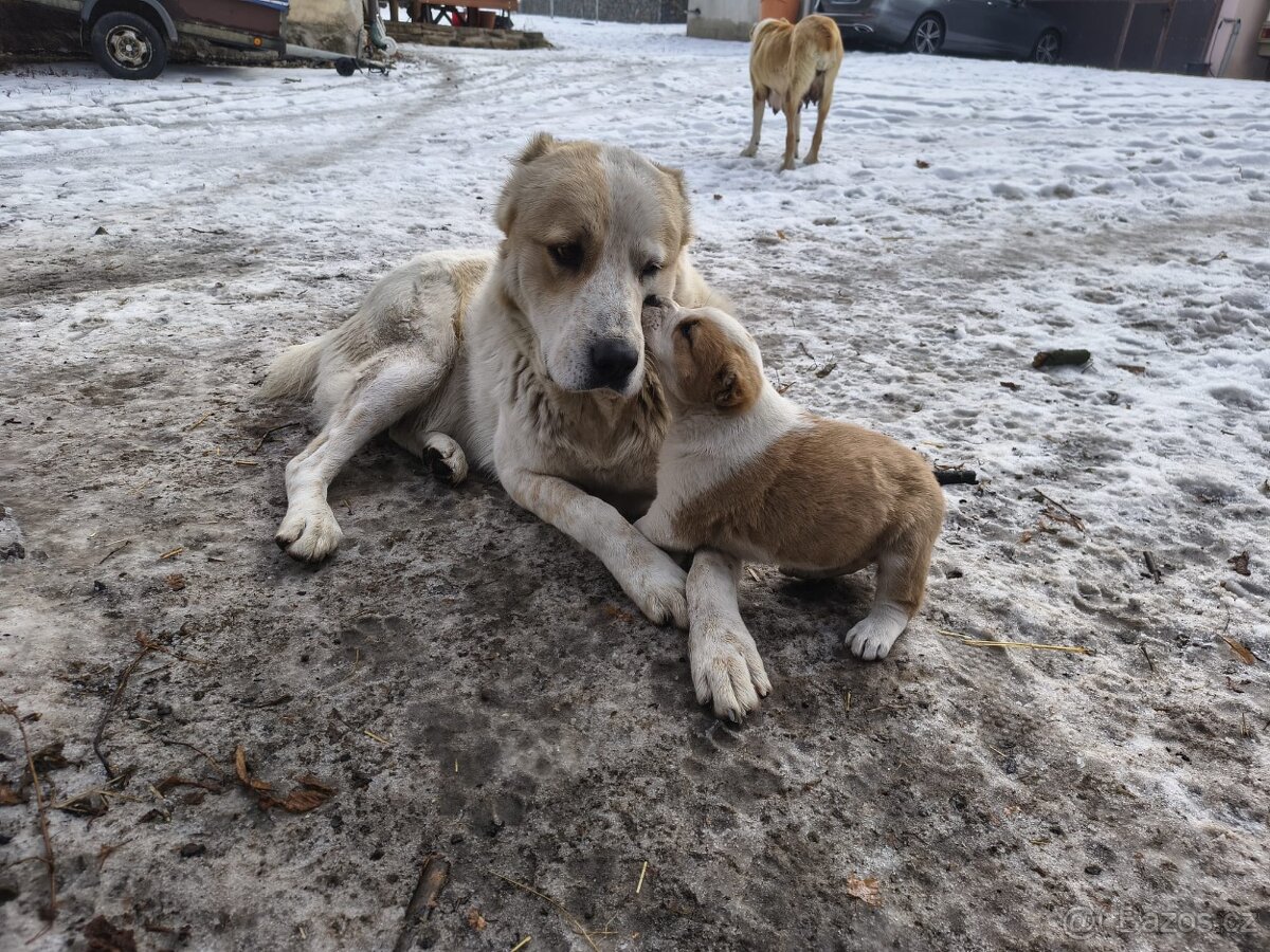 SAO/středoasijský pastevecký pes - 11