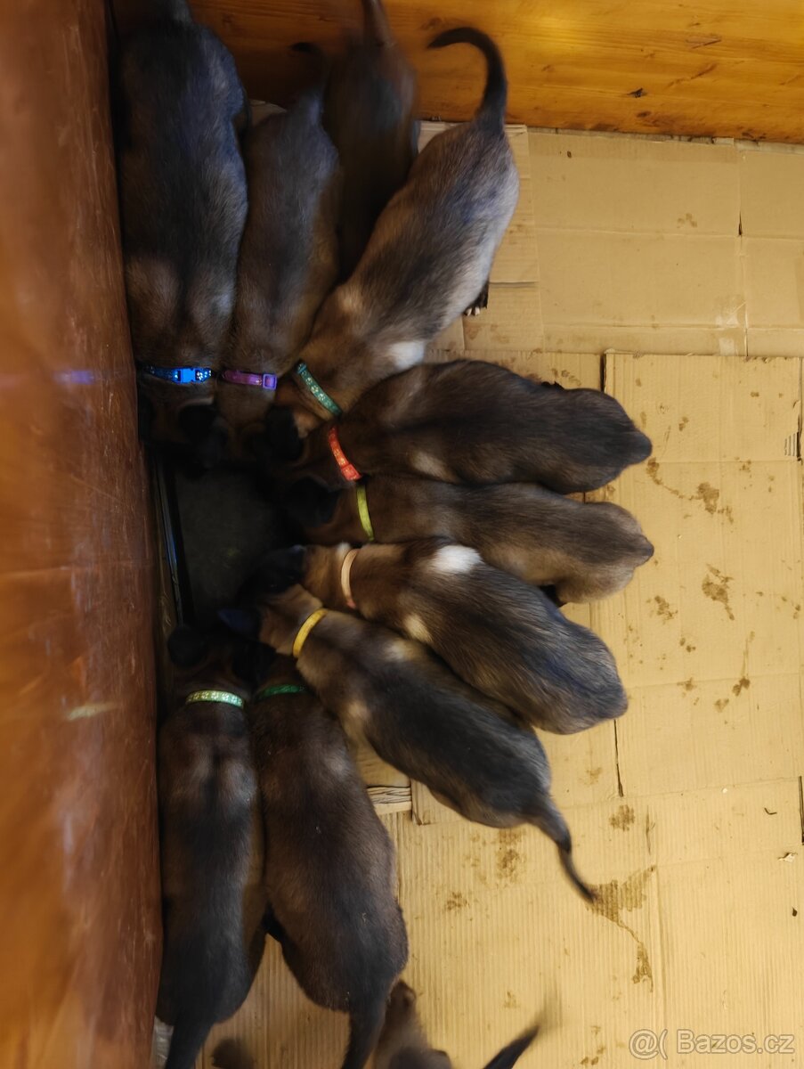 BELGICKÝ OVČÁK MALINOIS - 11