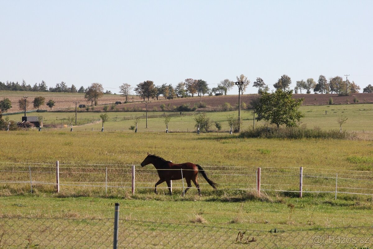 Trekové pastevní ustájení exit34 D1 - 11