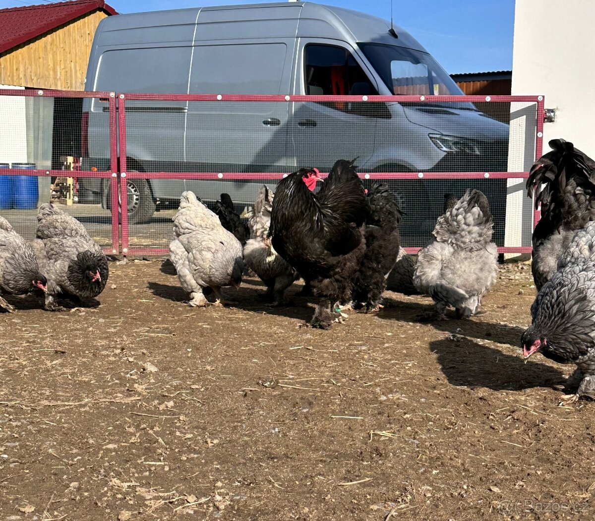 Brahmánka velká modrá a černá - 11