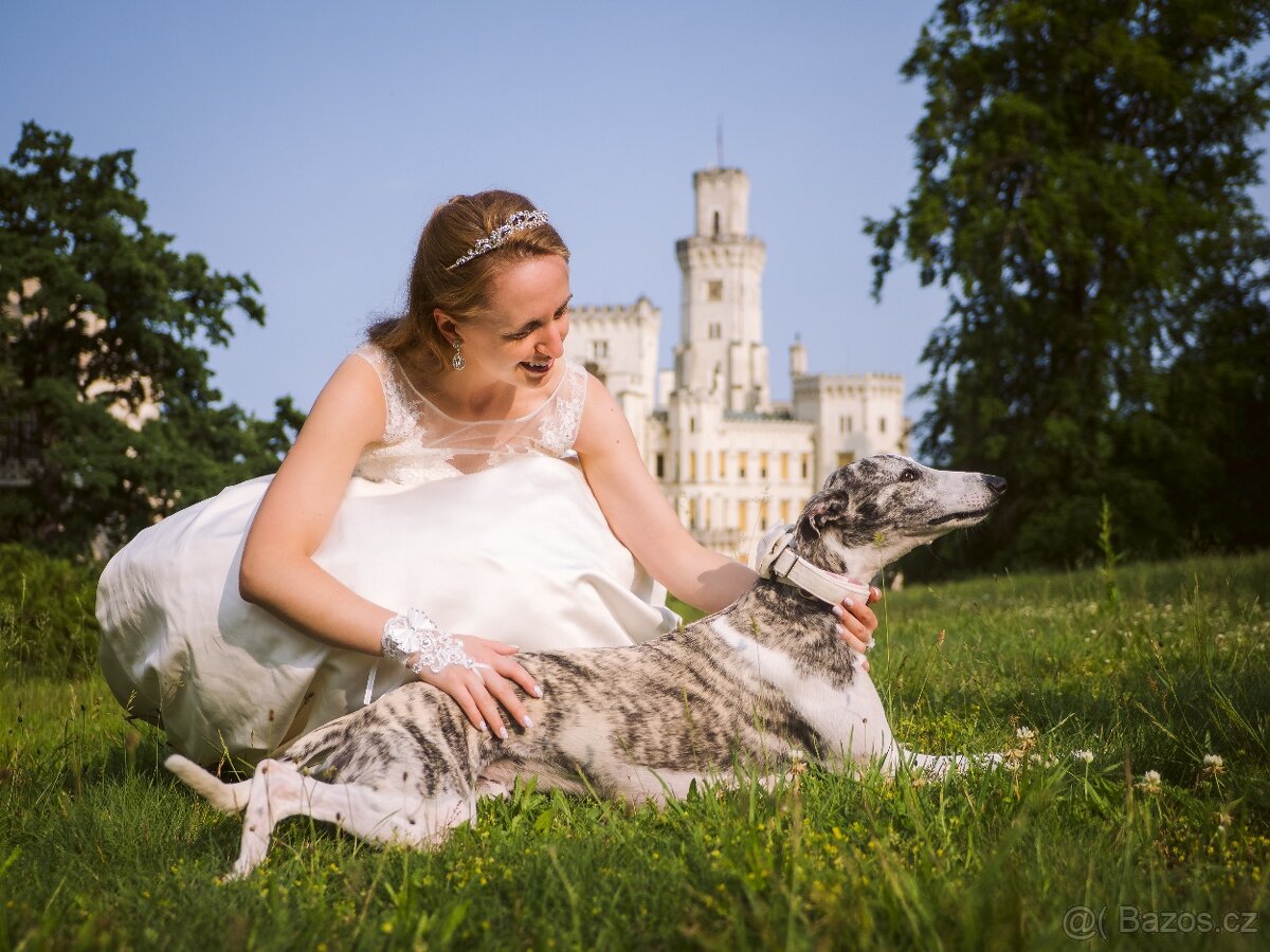 Nabídka krytí - whippet samec s PP, chovný vipet - 11