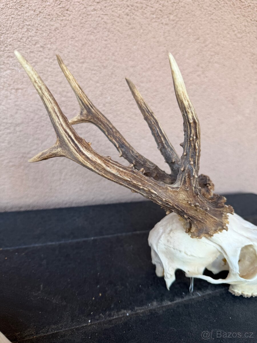 Srnci trofeje rarity - 11