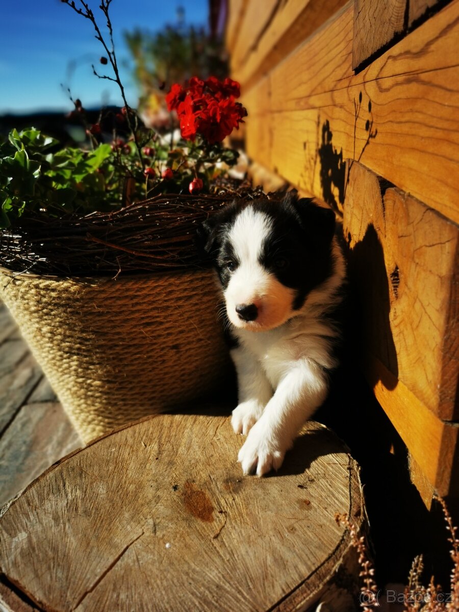 Štěňata Border Kolie - 11