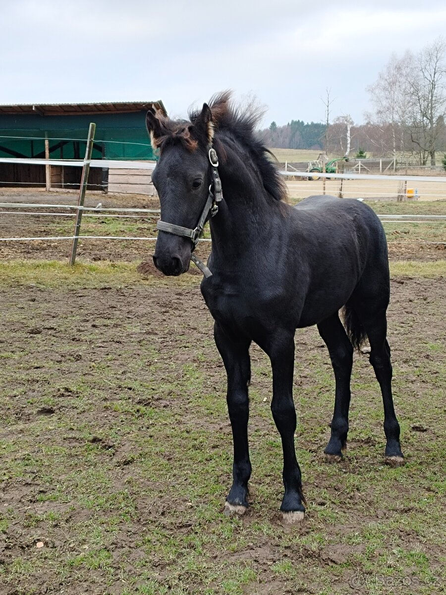 Fríský hřebeček - 11