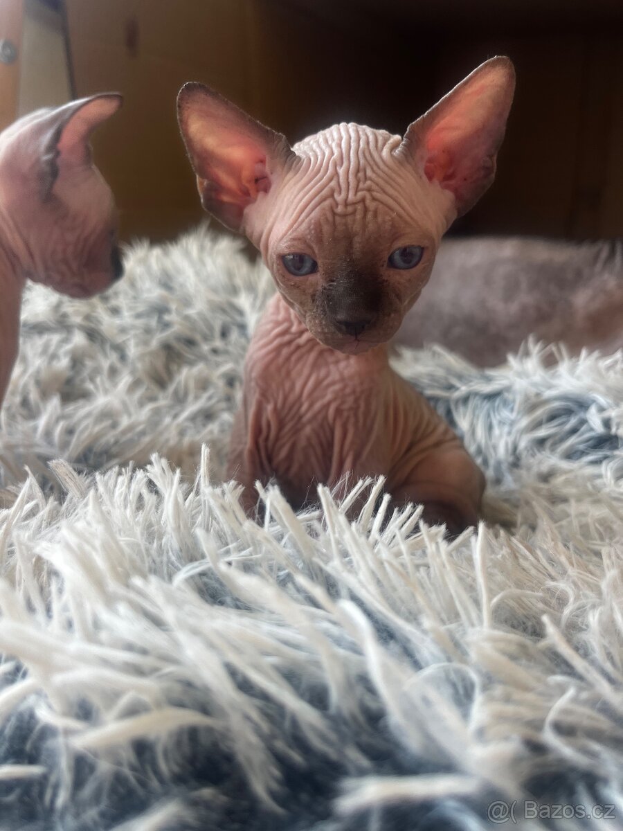 Kanadský sphynx - 11