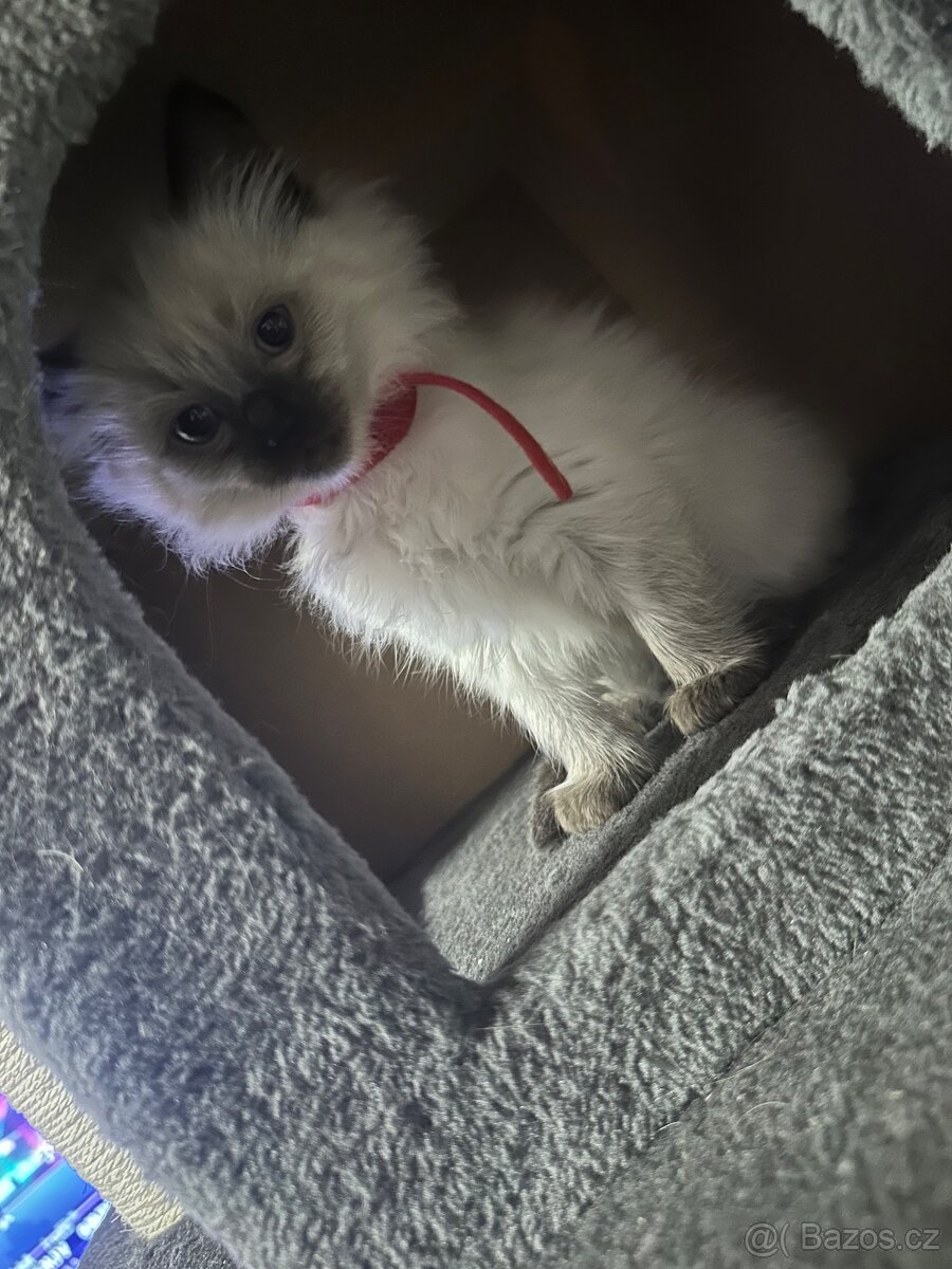 Koťátka Ragdoll - 11