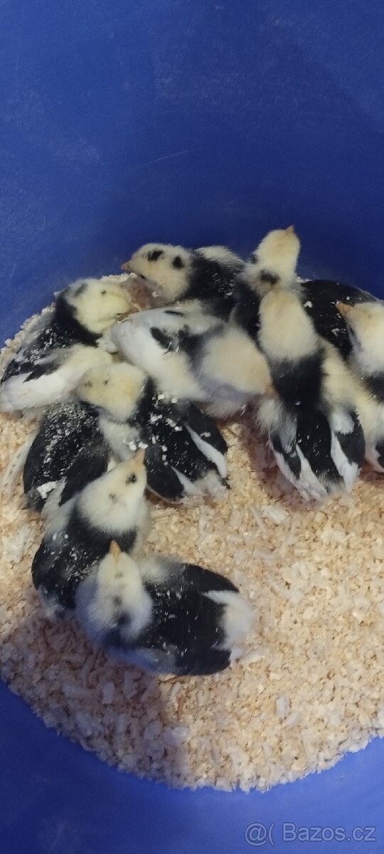 Prodám násadove vejce - 11