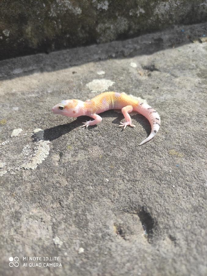 gekončík noční, terárium - 11