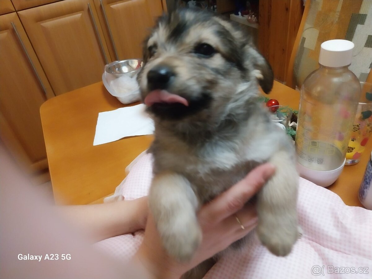 Štěňata křížence - 11