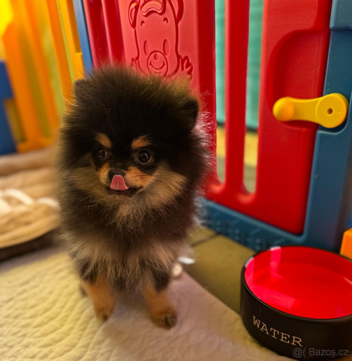 Pomeranian s PP - 11