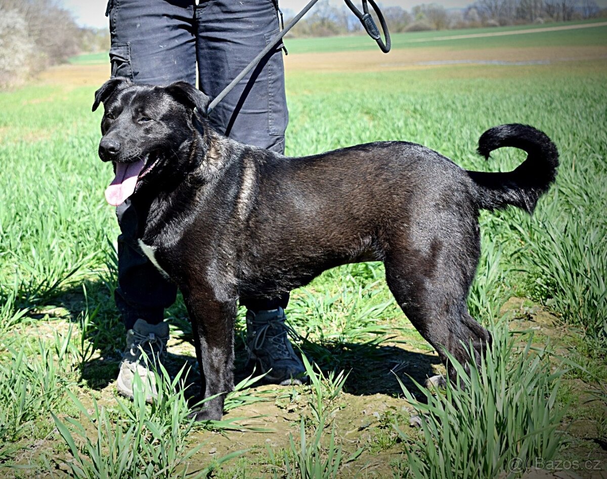 ALLEGRA K ADOPCI-3 ROKY, MILÁ,VDĚČNÁ,ODDANÁ - 11