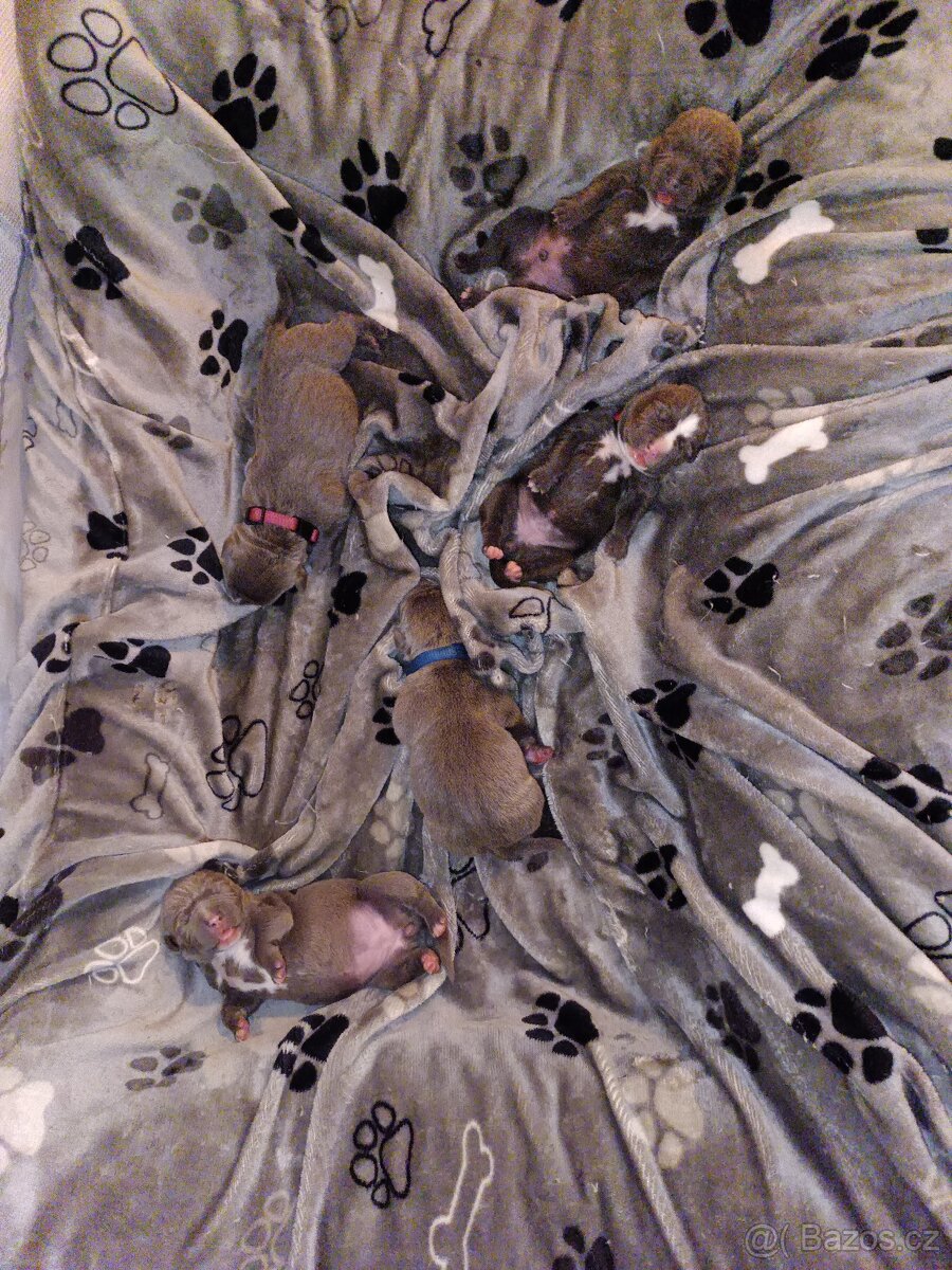 Štěňátka stafordšírský teriér - 11