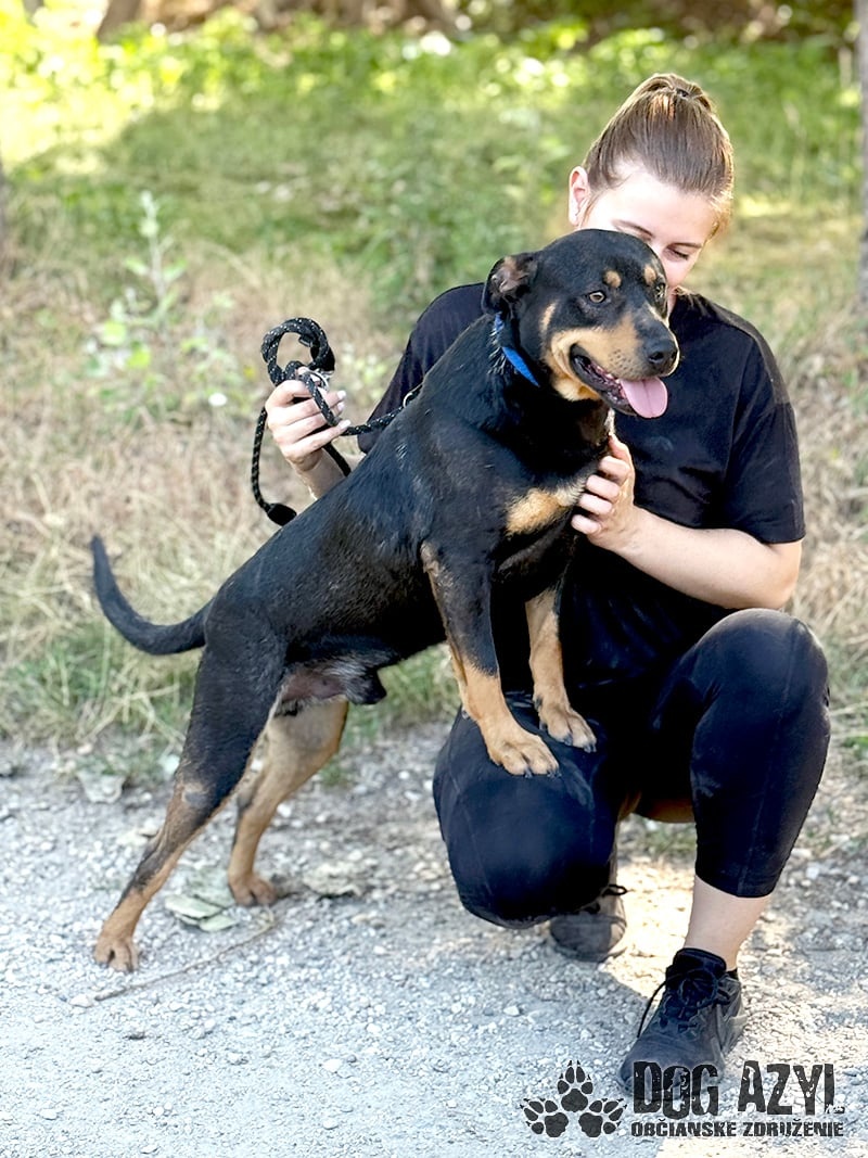 Dobrák Mayo hledá domov - 11