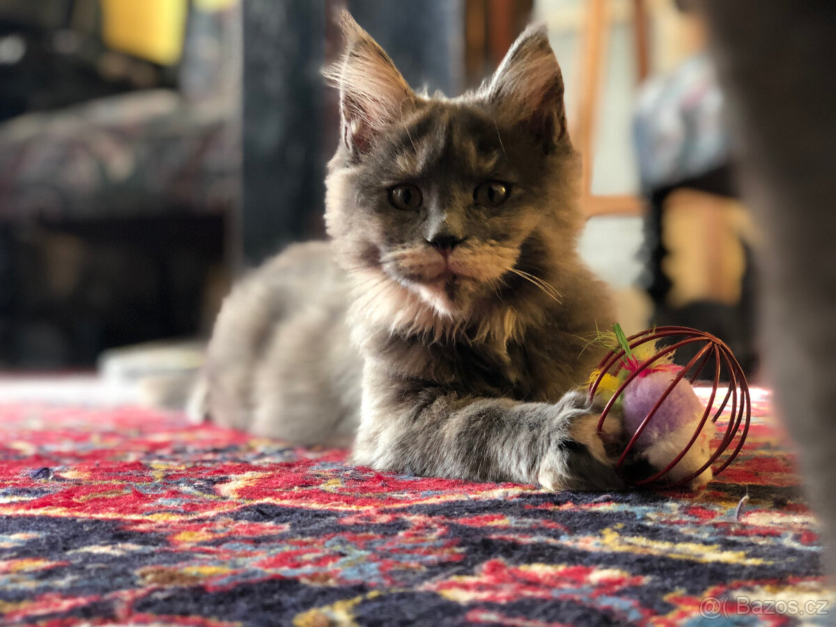 Mainská mývalí s PP - 11