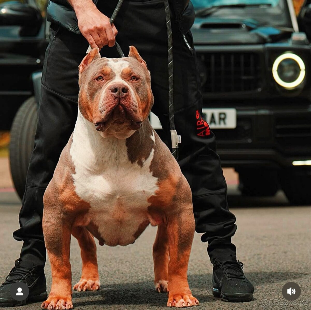 American Bully XL/XXL - 11