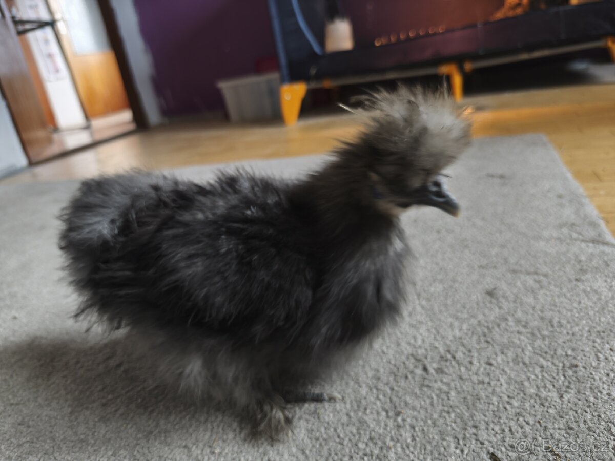 Kohouti a kachna pižmovky - 11