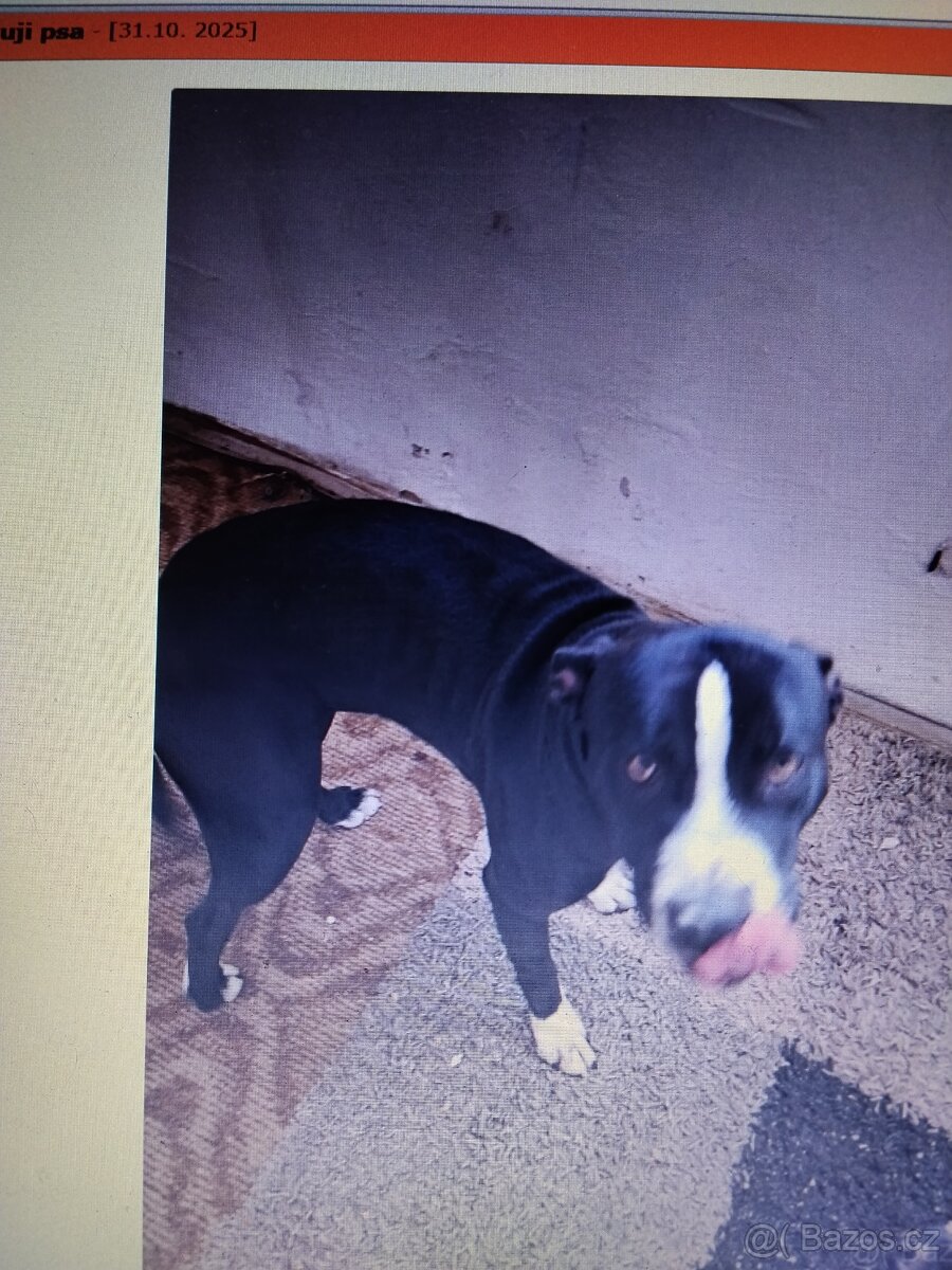 Pozor Pitbulové, kteří jsou útoční - 11