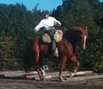 Vycvičený mladý valach - 11