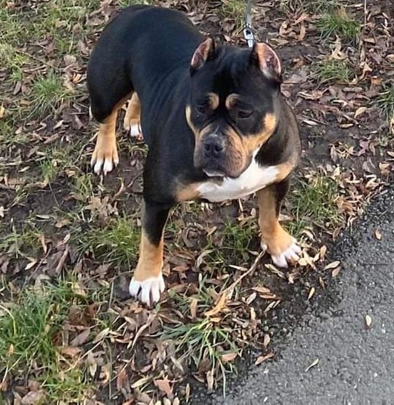 American bully štěňátka - 11