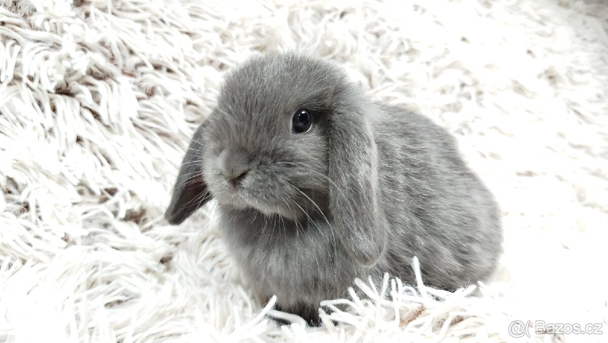 Zakrslý beránek, králíček, králík - KVIDO - 11
