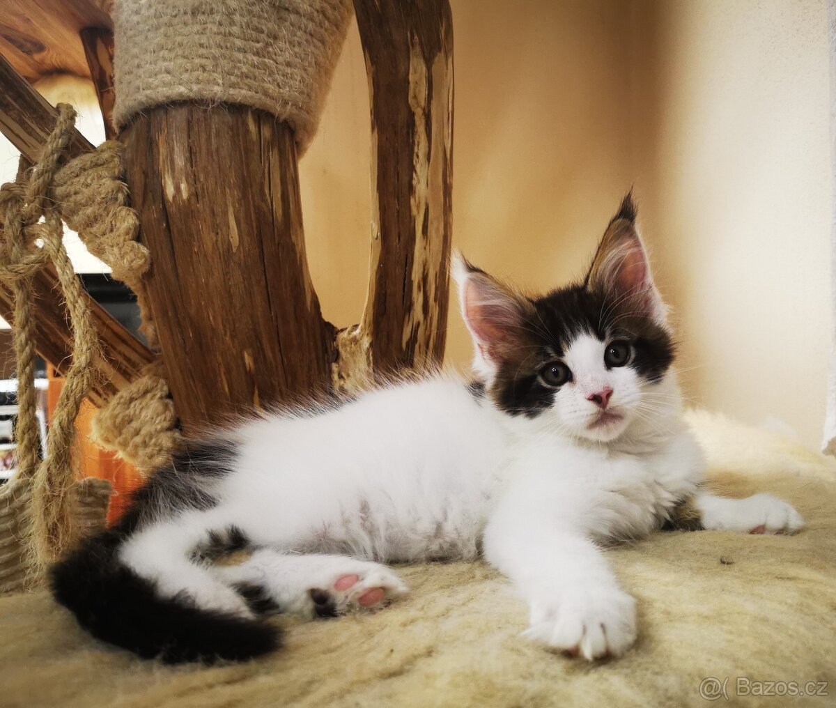 Mainská mývalí koťata s pp - 11