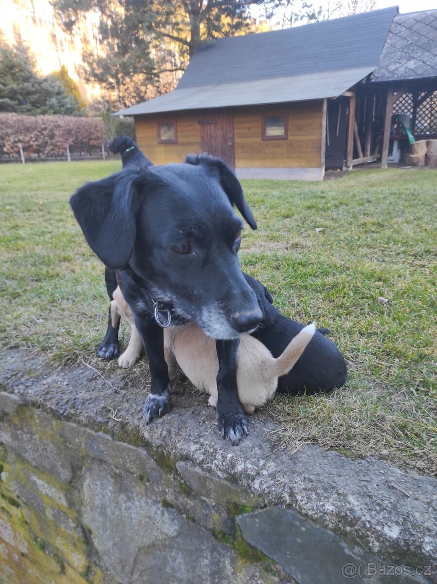 Prodej štěňat - 11