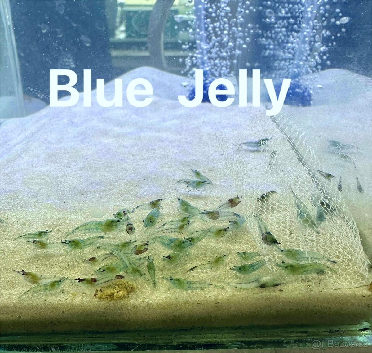 Krevetky Neocaridina, Endlerky - 11