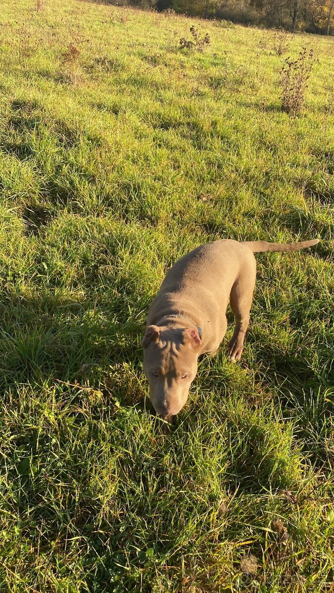 American Bully XL - 11