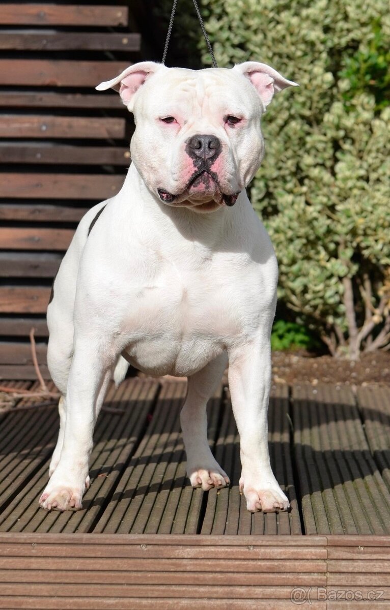 Krytí American Bully standard - 11