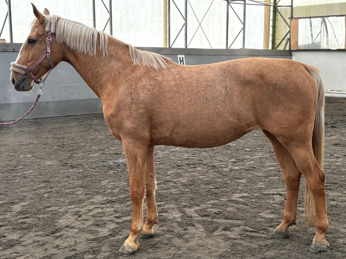 Prodám klisnu CS 12 let - 11