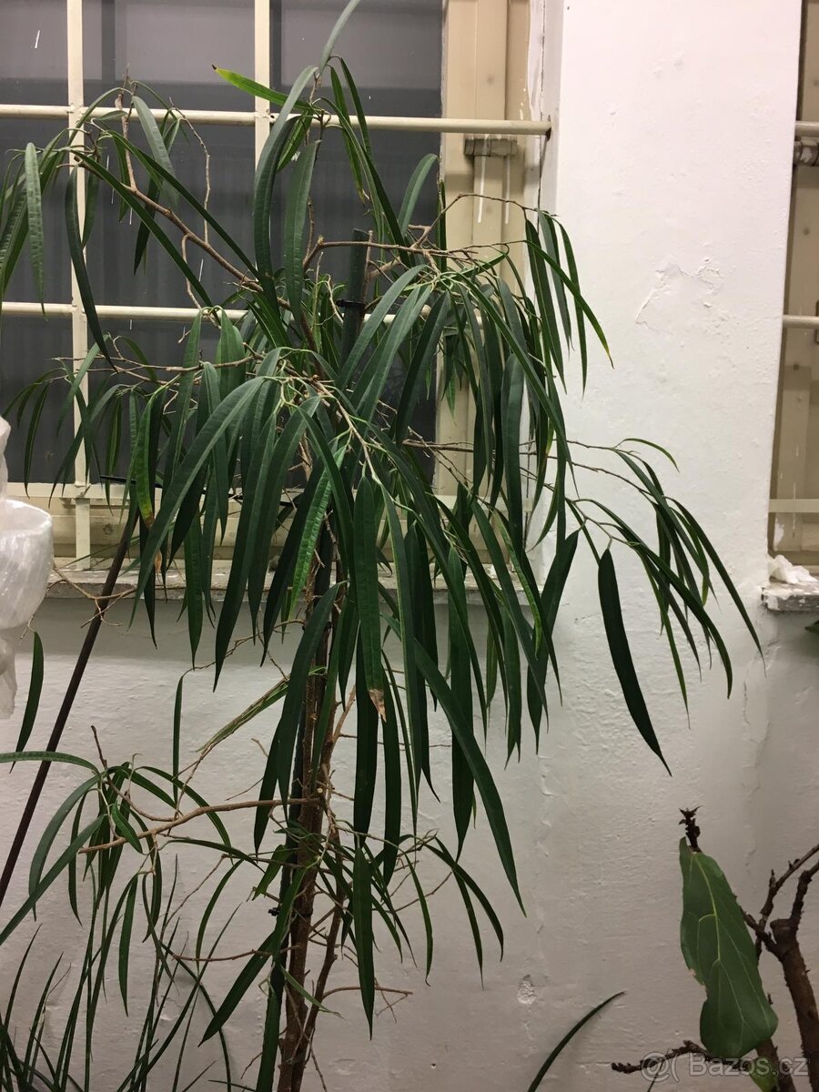 POKOJOVE KVETINY - 11