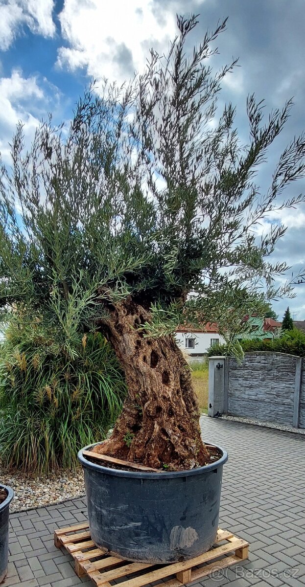 Olivovníky různé velikosti - 11