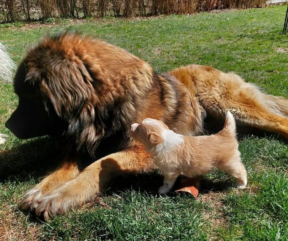 border kolie ee - red - 11