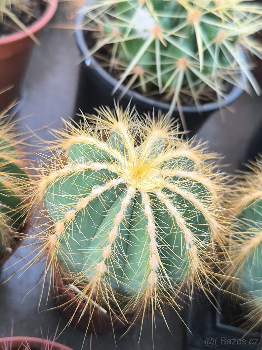 Sukulenty,kaktusy - 11