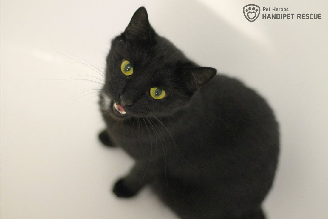 elegantní Arwen - kočka k adopci - 11