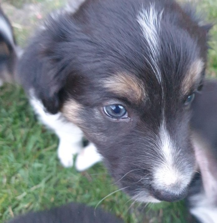 Krytí border kolie - Lanškroun - 11