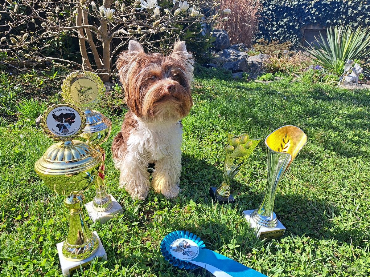 Yorkshire teriér s PP/ krytí - 11