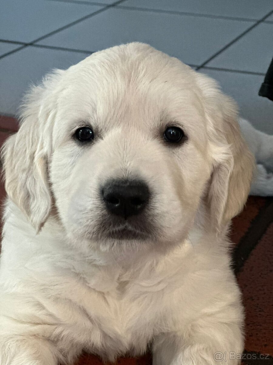 Štěňata zlatého retrívra - 11