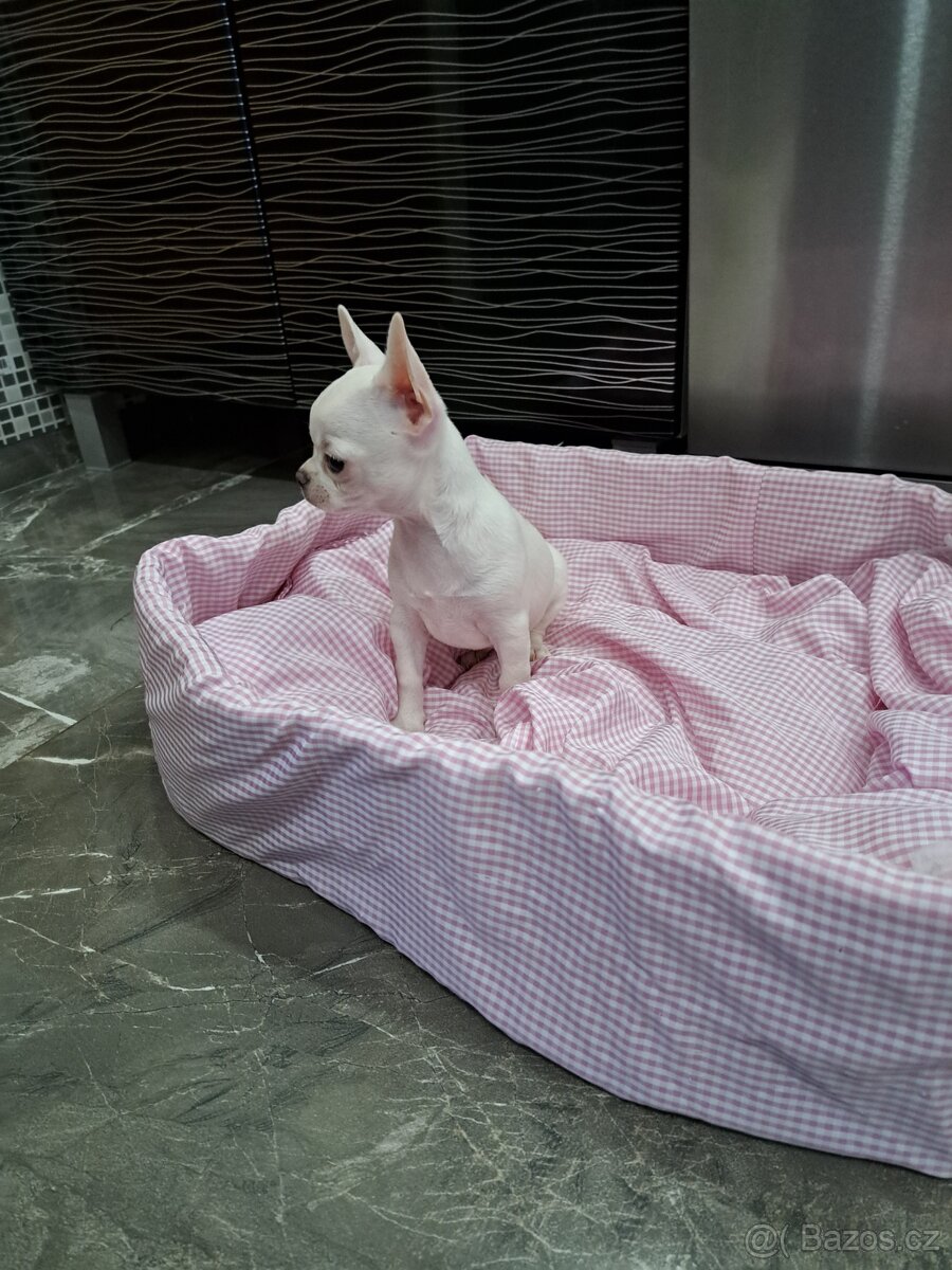 Čivava štěňátka fenečky - 11