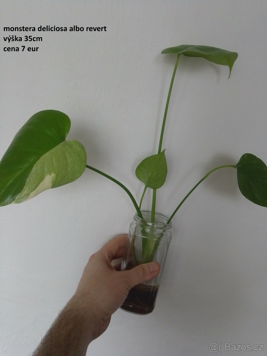 rastliny predaj - 11