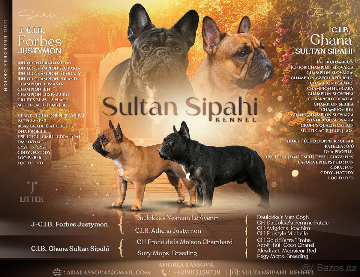 Francouzský buldoček s PP ,FCI - 11