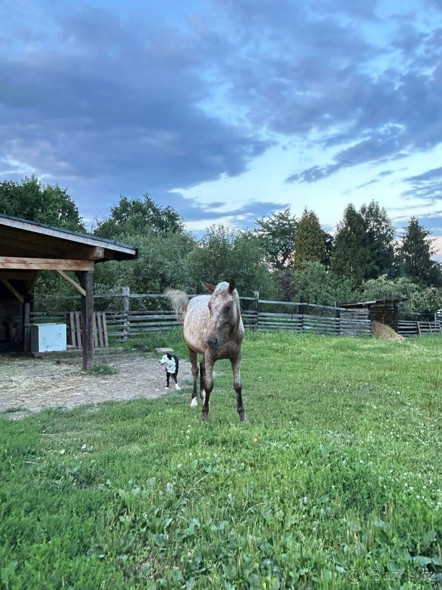 Nabízím ustájení 24/7 v Karviná - Louky - 11