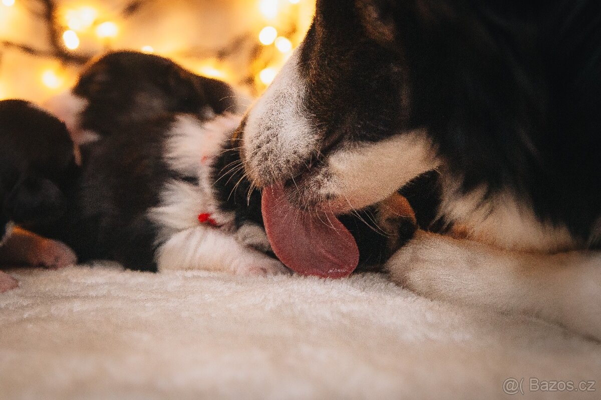 Štěňata border kolie s PP - 11