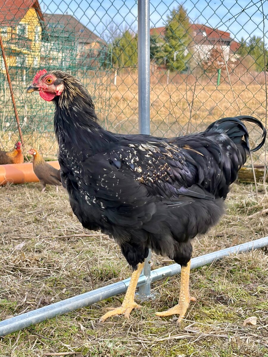 Prodám kohouta - 11