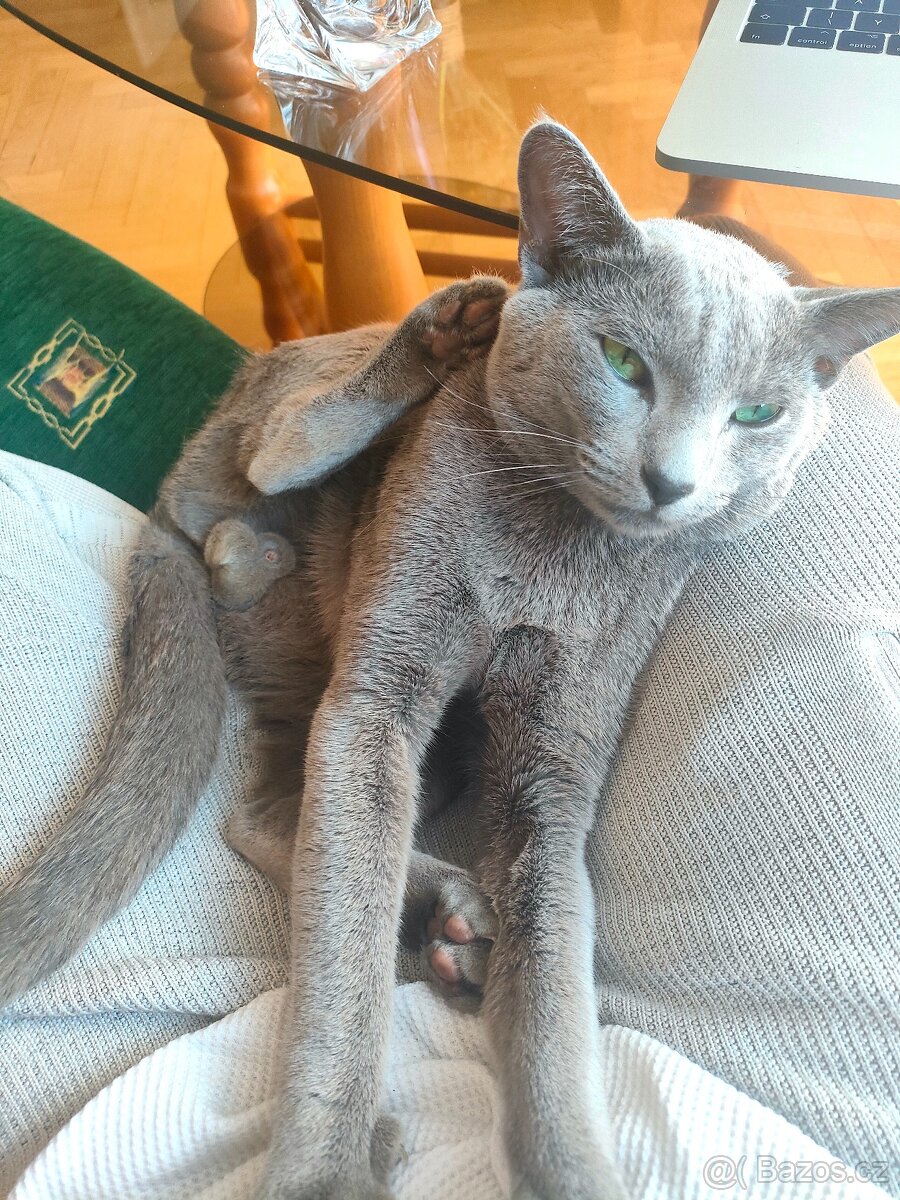 Ruská modrá kocour ke krytí - 11