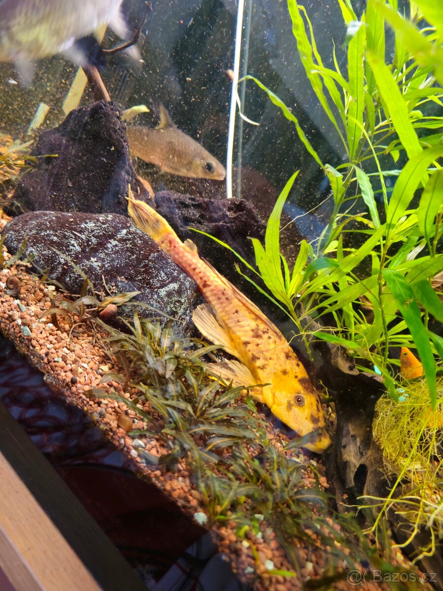 Akvárium 270l včetně stolu - 11