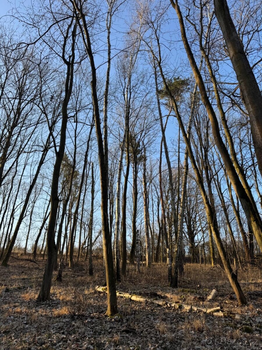 Prodám lesní pozemky v k.ú. Radouň Mělnické Vtelno - 11