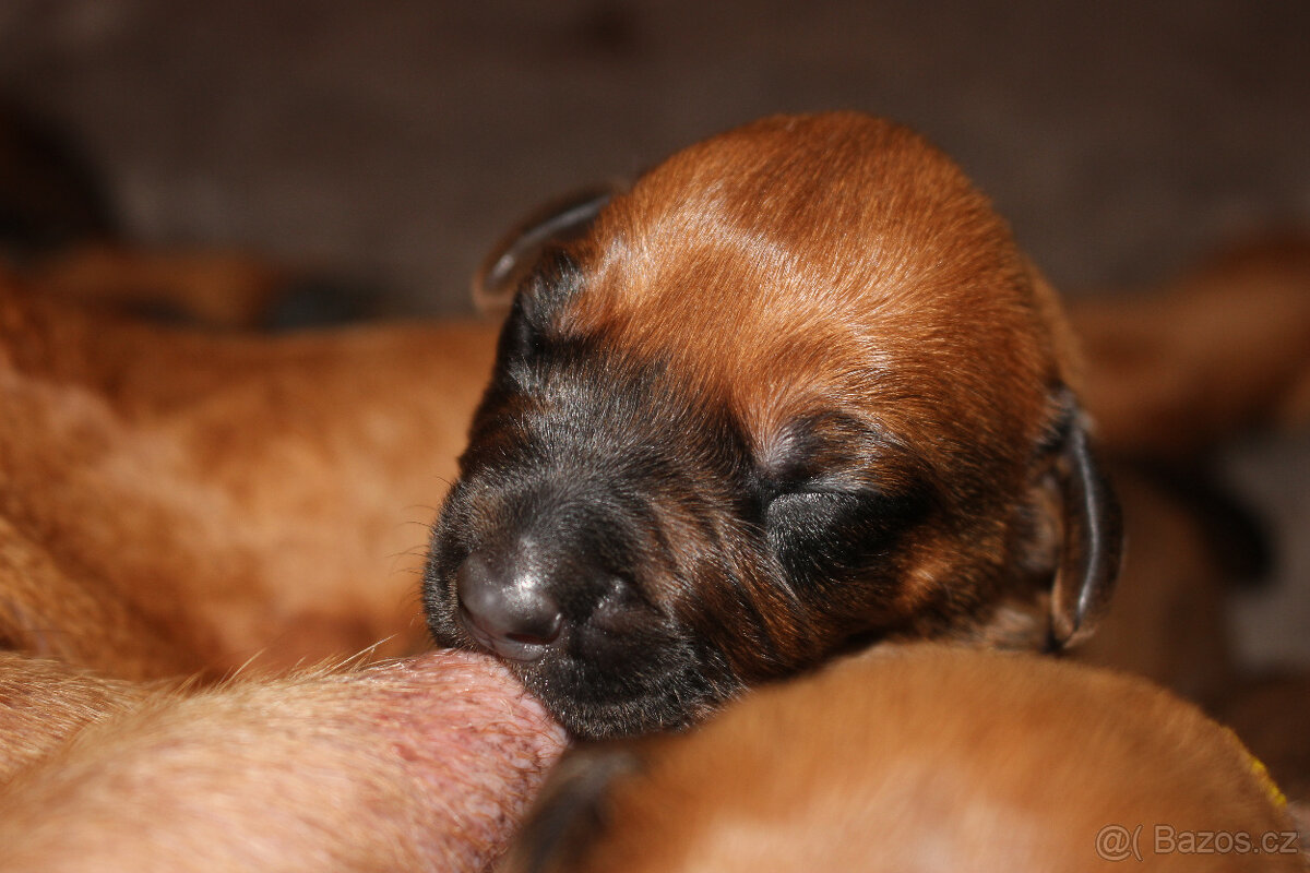 Rhodéský Ridgeback - štěňátka s PP - 11