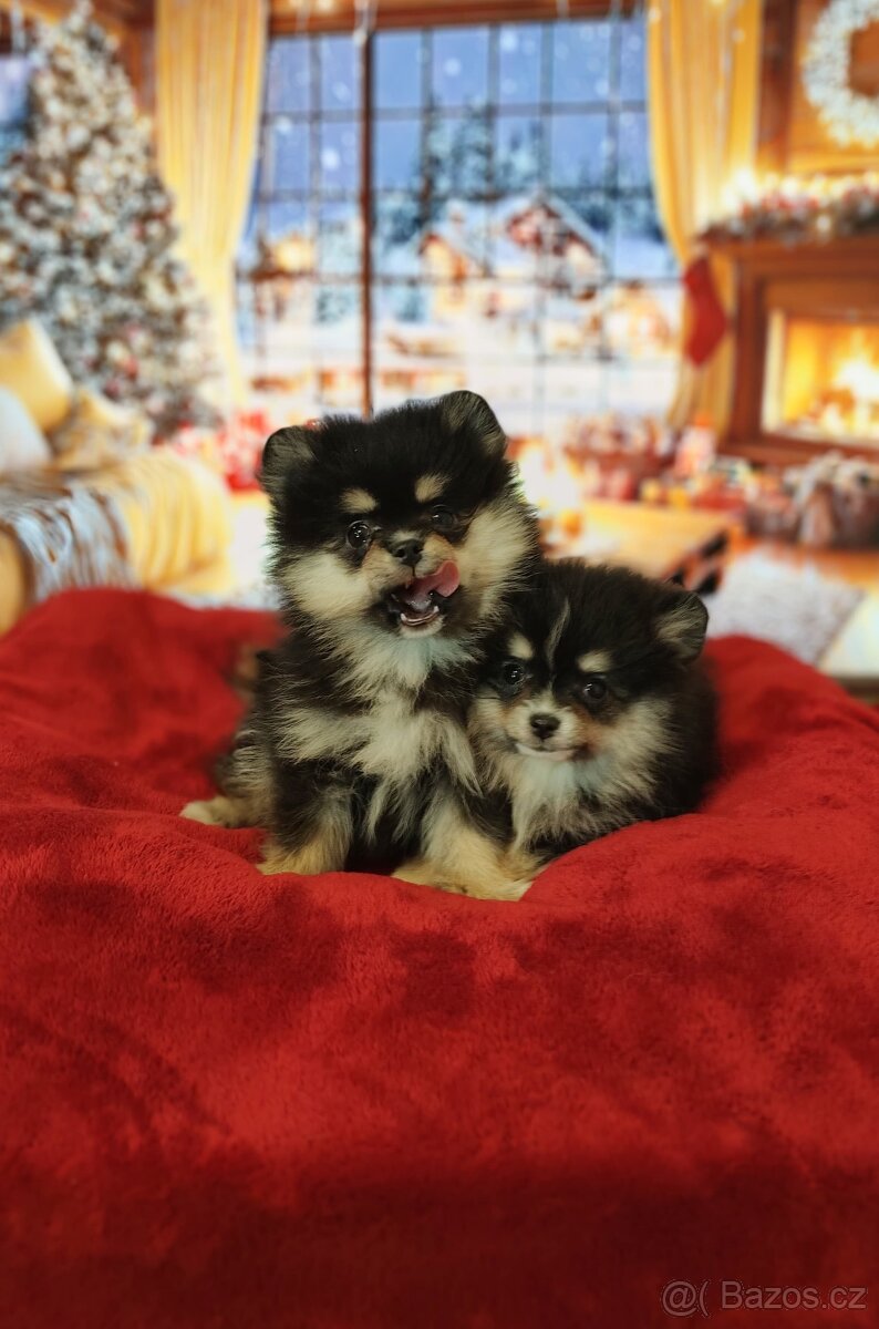 Pomeranian / Zwergspitz - 11